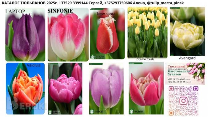 Тюльпаны оптом 1