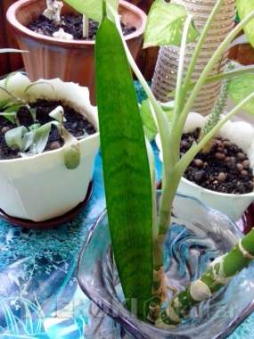 Сансевьера (щучий хвост) 0