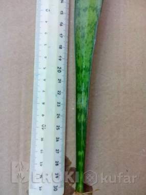 Сансевьера (щучий хвост) 1