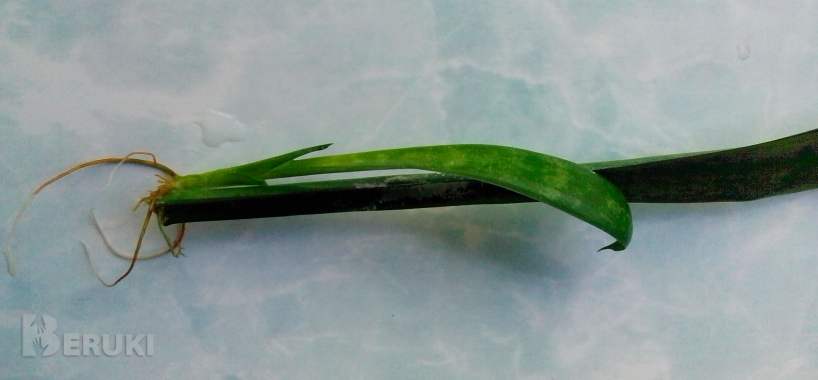 Сансевьера (щучий хвост) 2