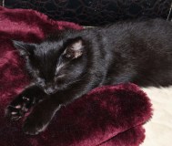 Девочка, 4мес, добрая и умная, выдумщица