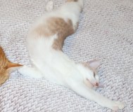 Мальчик 3,5 мес. Ласковый, разговорчивый, оптимист