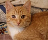 Котенок, мальчик 4 мес, преданный и добрый как собака