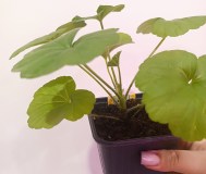 Пеларгонии сорт apache