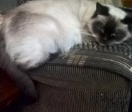 Сиамские котята