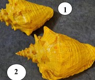 Ракушка большая, привезена с кубы с мексиканского залива (атлантический океан)