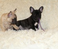 Щенки французского бульдога