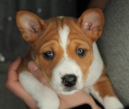 Щенки басенджи