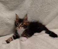 Котята мейн‑куна — маленькие аристократы ищут дом