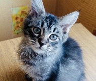 Котята в дар