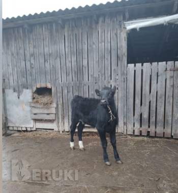 Продам телку