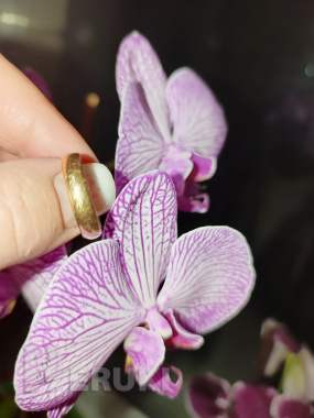 Кольцо золотое обручальное 1