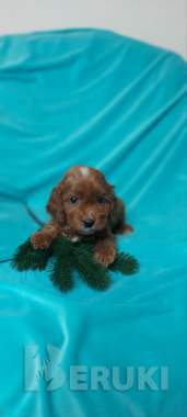 Щенки мальтипу