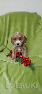 Щенки мальтипу