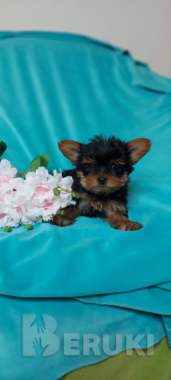 Щенки йоркширского терьера 0