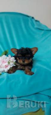 Щенки йоркширского терьера 1