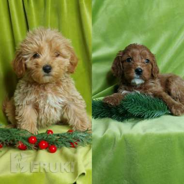 Щенки мальтипу