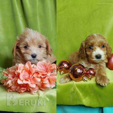 Щенки мальтипу