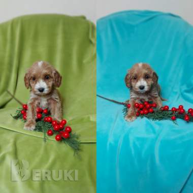 Щенки мальтипу