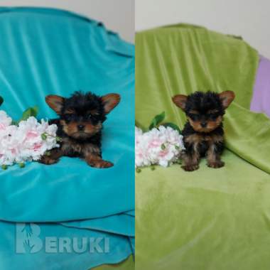 Щенки йорка