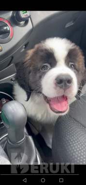 Щенки сенбернара 0