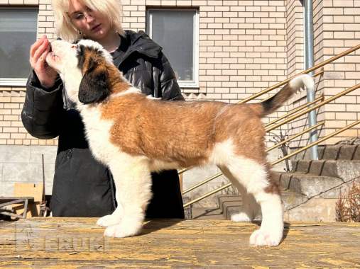 Щенки сенбернара 1