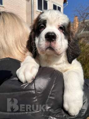 Щенки сенбернара 2