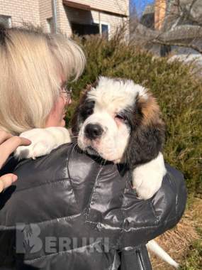 Щенки сенбернара 3