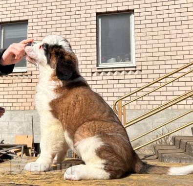 Щенки сенбернара 4