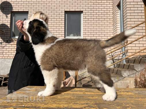 Щенки сенбернара 5