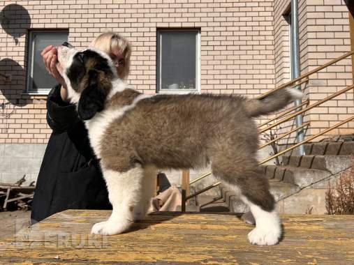 Щенки сенбернара 6