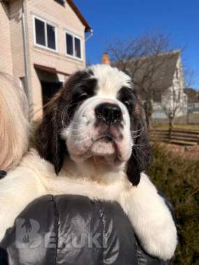 Щенки сенбернара 7