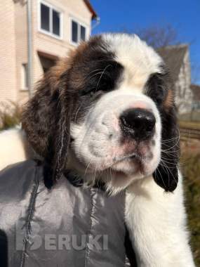 Щенки сенбернара 8