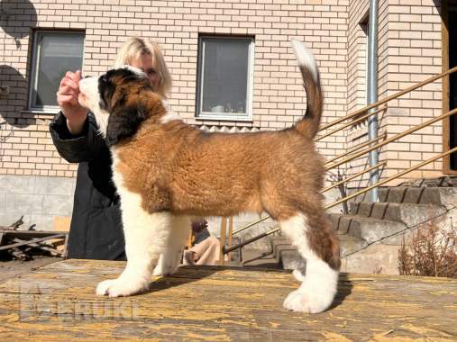 Щенки сенбернара 9