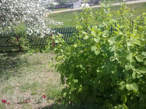 Срочно недорого 26