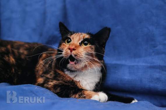 Лапушка два года в приюте 0