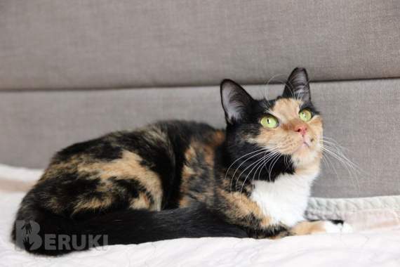 Лапушка два года в приюте 1