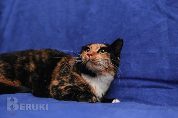 Лапушка два года в приюте 2