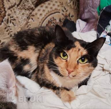 Лапушка два года в приюте 3