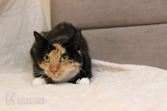 Лапушка два года в приюте 4