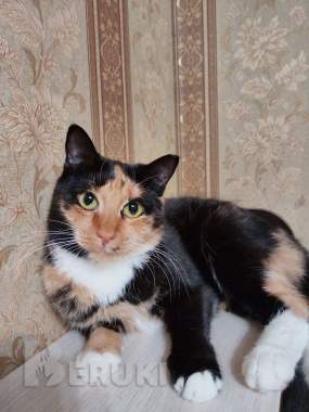 Лапушка два года в приюте 5