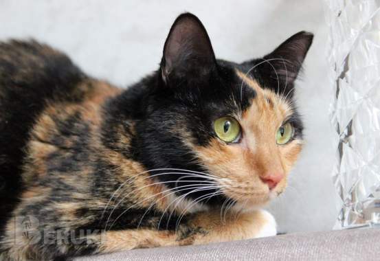 Лапушка два года в приюте 6