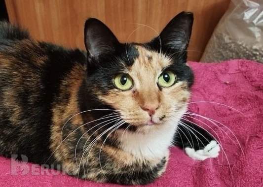 Лапушка два года в приюте 7