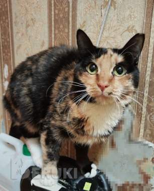 Лапушка два года в приюте 8