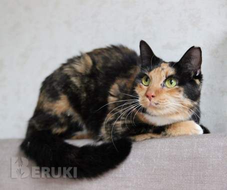 Лапушка два года в приюте 9