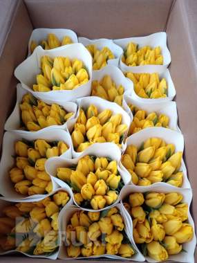 Тюльпаны оптом