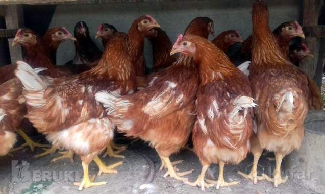 Продажа кур 0