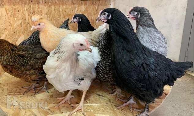 Продажа кур 1