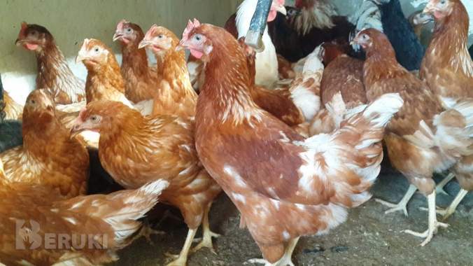 Продажа кур 2