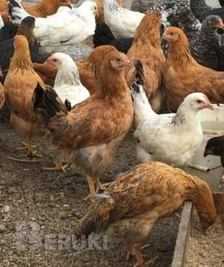 Продажа кур 4